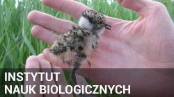 Odnośnik do INSTYTUT NAUK BIOLOGICZNYCH