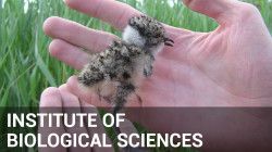 Odnośnik do INSTYTUT NAUK BIOLOGICZNYCH EN